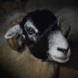 Swaledale ewe