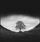 Sycamore Gap