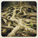 Tangled Roots