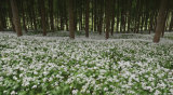 Wild Garlic Flowers