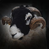 Swaledale Tup