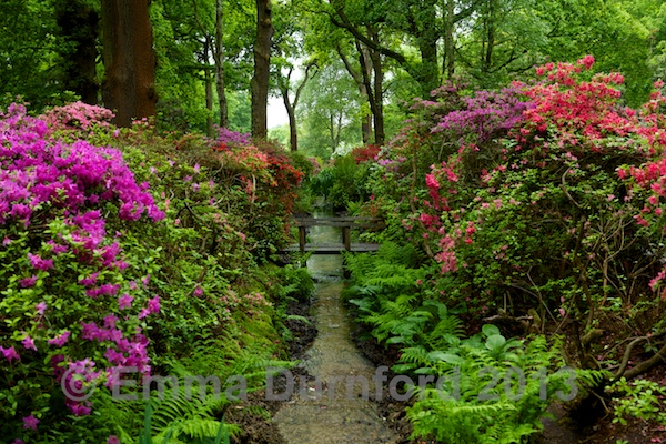 Isabella Plantation
