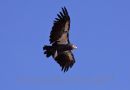 Condor