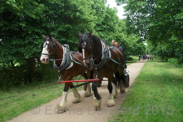 Murdoch and Tom the Shire horses