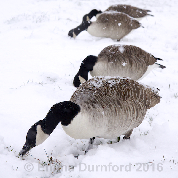 Canada Geese on the Thames tow path