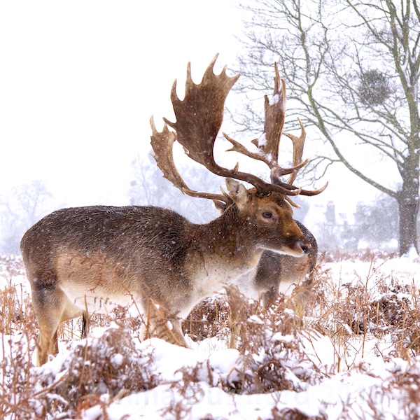 Fallow Stag in a Blizzard