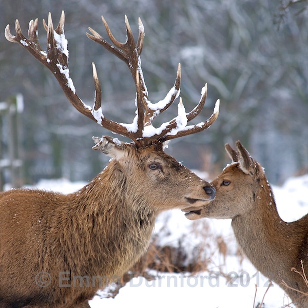 Red Deer stag