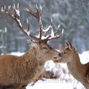 Red Deer stag