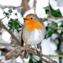 Robin and Holly