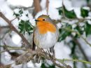 Christmas Robin