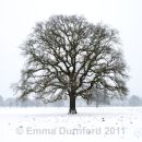 Oak tree in a Blizzard