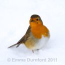 Robin in the Snow