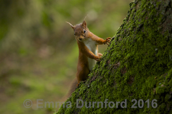 Red Squirrel