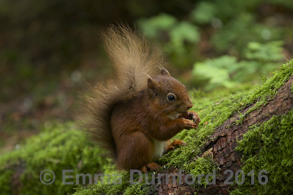 Red Squirrel