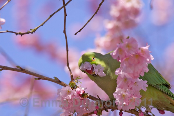Ring-Necked Parakeet