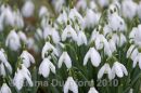Snowdrops