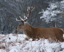 Stag in the snow
