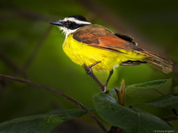 Great Kiskadee Portrait