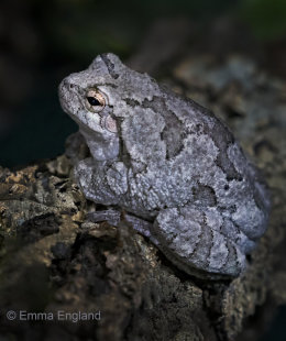 Gray's Tree Frog