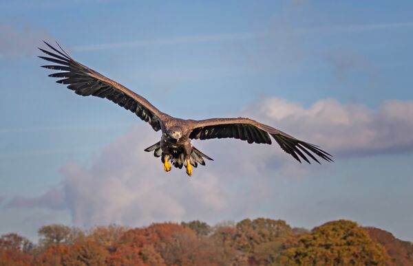 White-tailed Eagle in Autumn Light