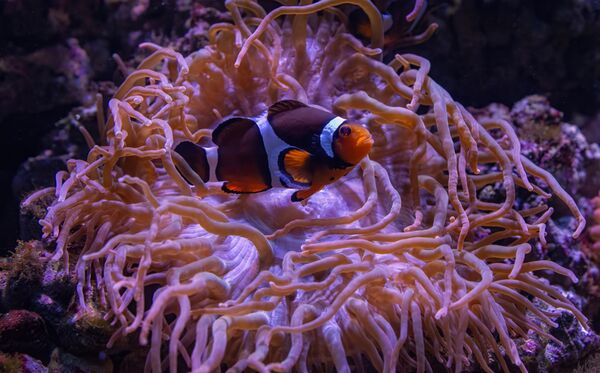 Clown Fish