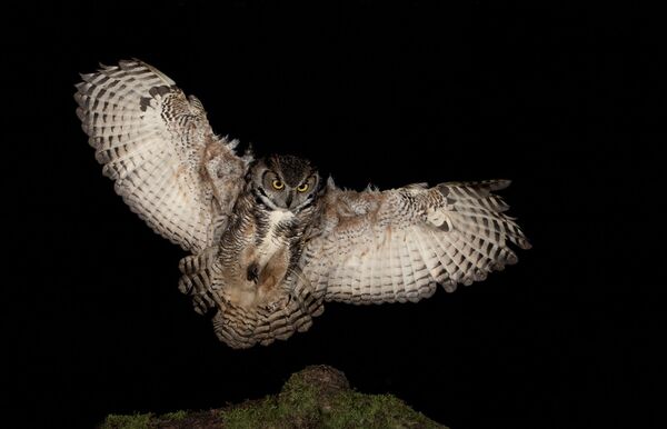 Great Horned Owl