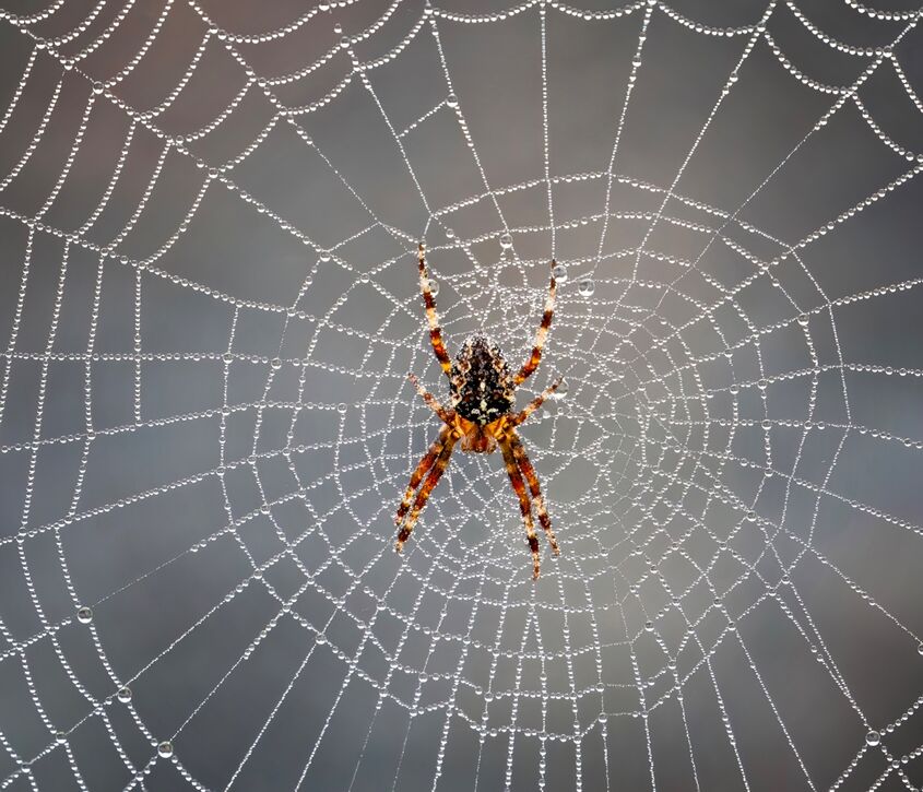Dewy Spiderweb