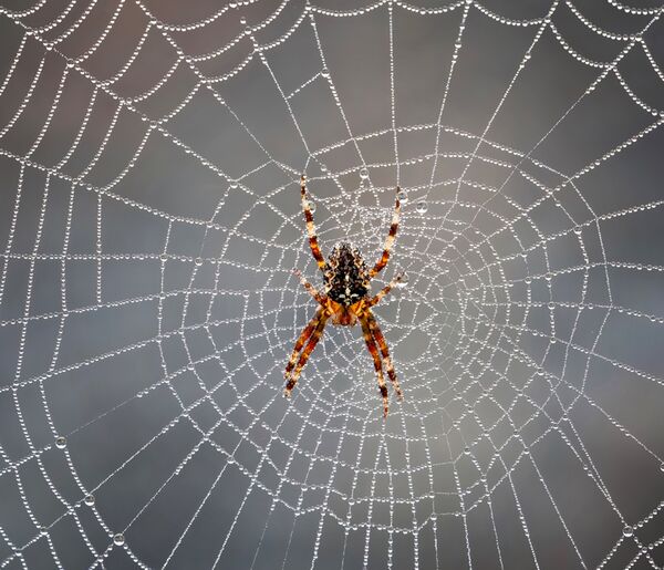 Dewy Spiderweb
