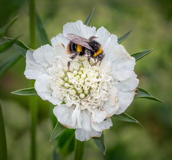 Bumblebee on Scabious
