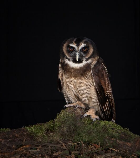 Brown Wood Owl