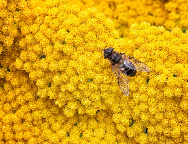 Hoverfly on Yarrow
