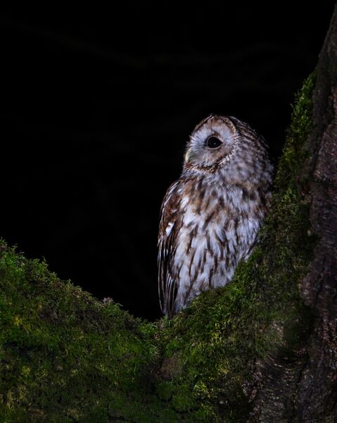 Tawny Owl