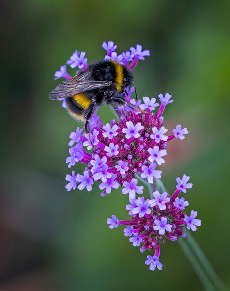 Bumblebee on Verbena