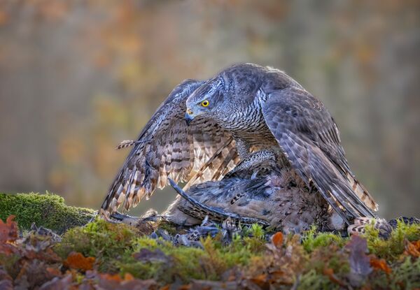 Female Goshawk with Prey