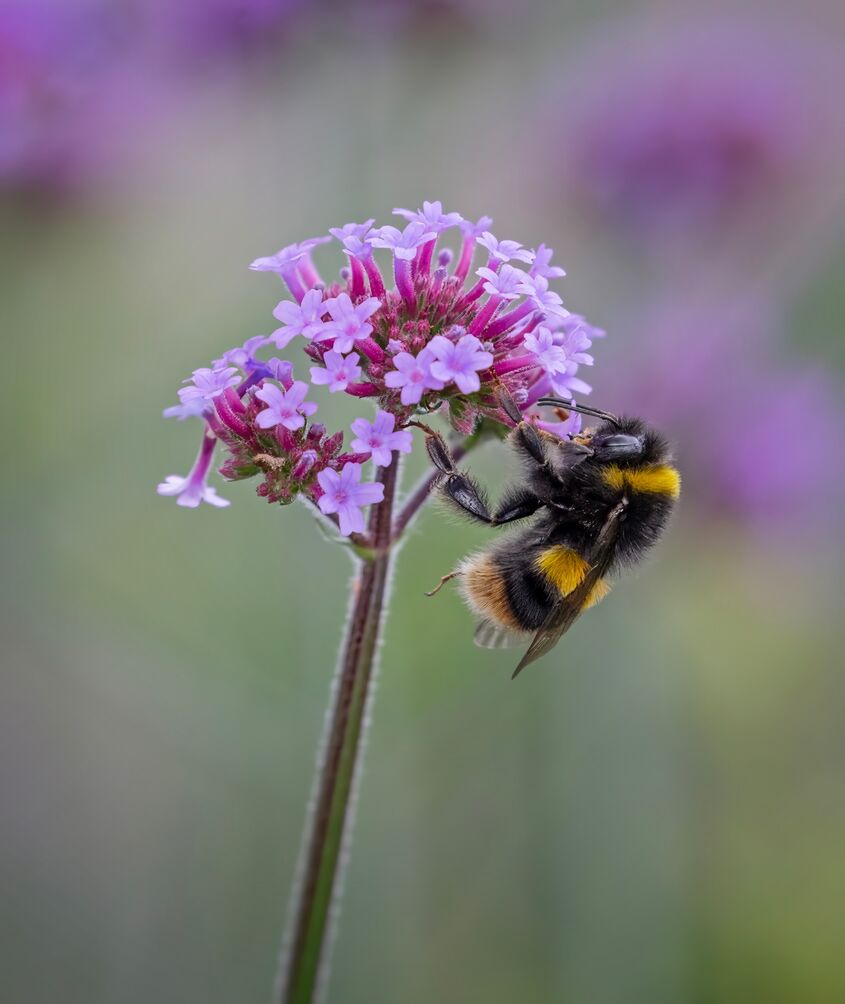 Bumblebee on Verbena
