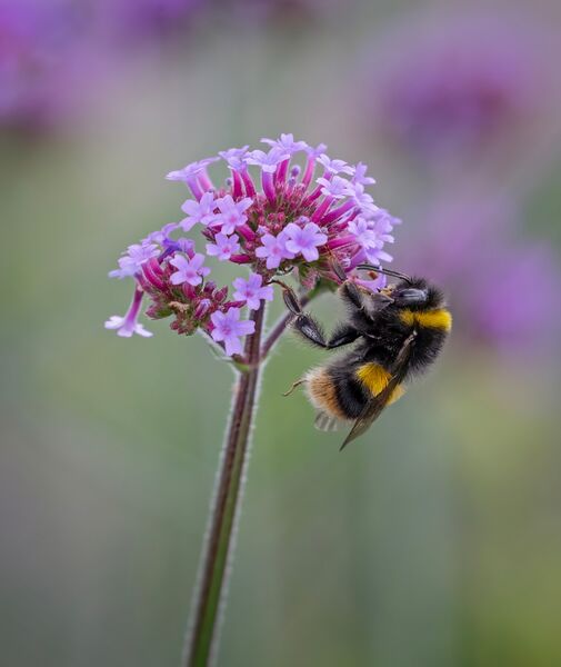 Bumblebee on Verbena