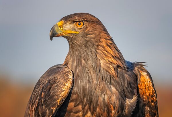 Golden Eagle in Autumn Light