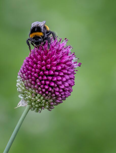Bumblebee on Drumstick Allium