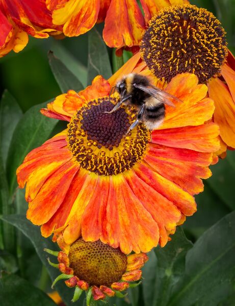 Bumblebee on Helenium