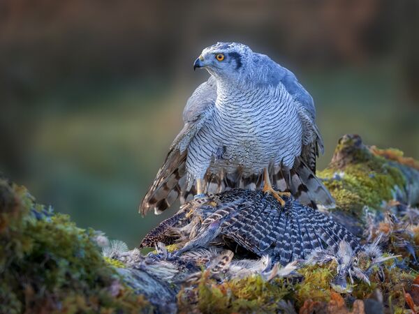 Male Goshawk with Prey