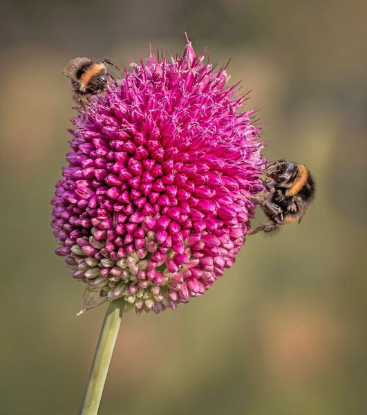 Bumblebee Pair on Drumstick Allium