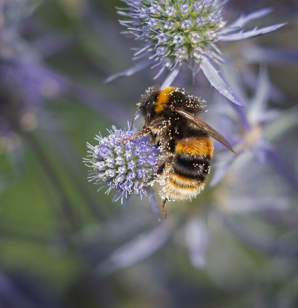Busy Bee