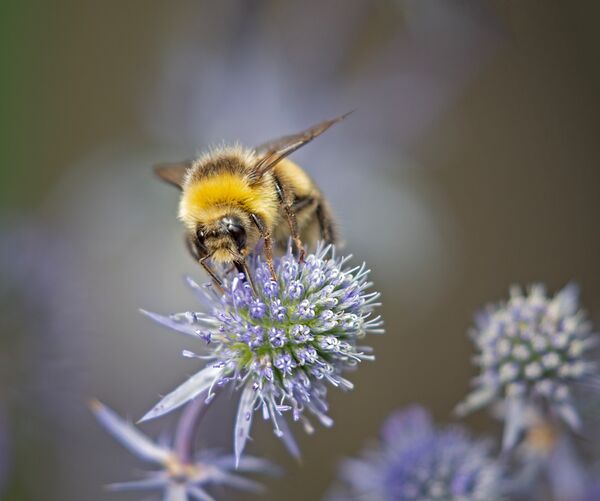Bumblebee on Sea Holly