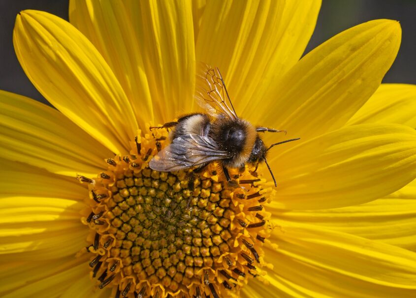 Bumblebee and Helianthus
