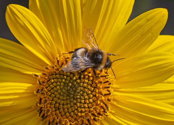 Bumblebee and Helianthus