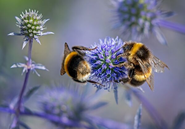 Bumblebee Pair