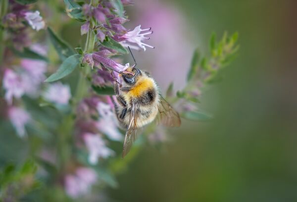 Bumblebee on Marjoram