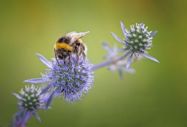 Bumblebee on Eryngium