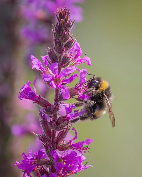 Bumblebee on Purple Loosestrife