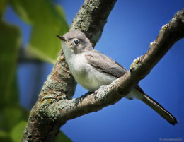 Just Fledged